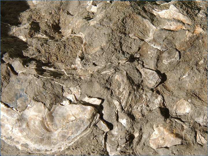 砂岩貝化石（さがんかいかせき）