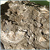 砂岩貝化石