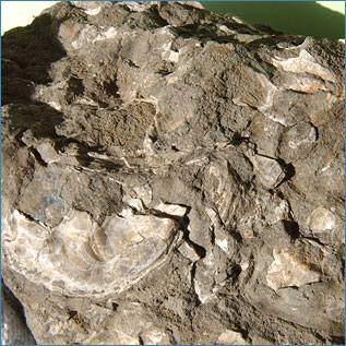 砂岩貝化石の写真