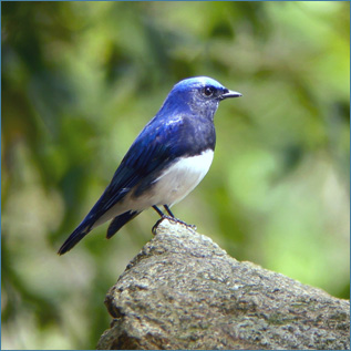 オオルリ 野鳥図鑑 やちょうずかん