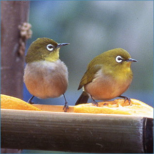 よく 鳴く メジロ